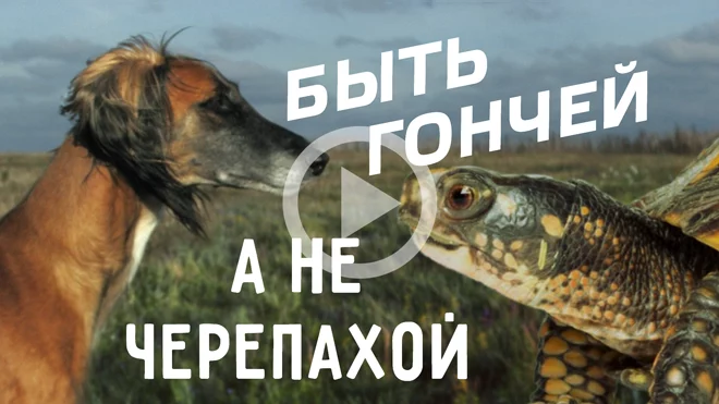 Жизнь и черепашьи бега. Часть 2 (видео) - изображение 1
