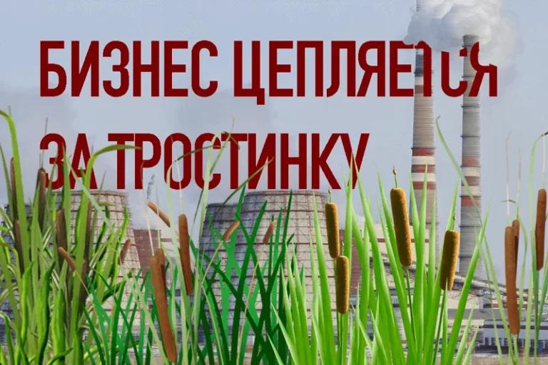 Камышовый ресурс пока не востребован - изображение 1