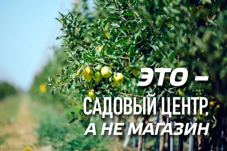 В Алматы возрождают яблоневые сады - изображение 1