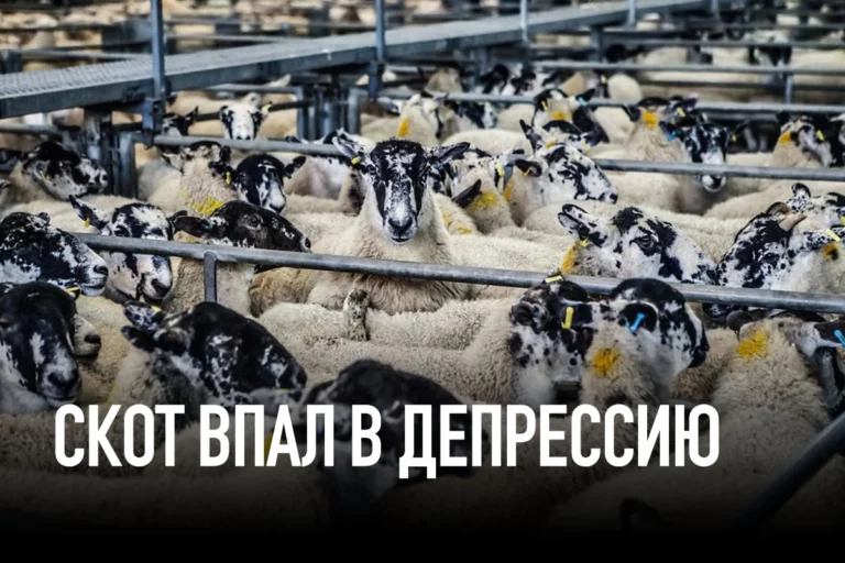 Скот впал в депрессию - изображение 1