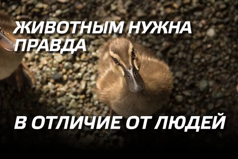 Животным нужна правда. В отличие от людей - изображение 1
