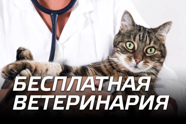Бесплатная ветеринария - изображение 1