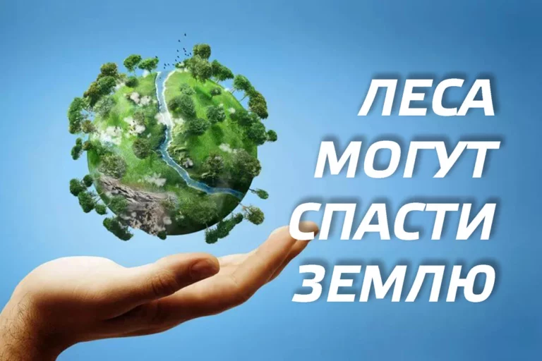 Леса могут спасти землю - изображение 1
