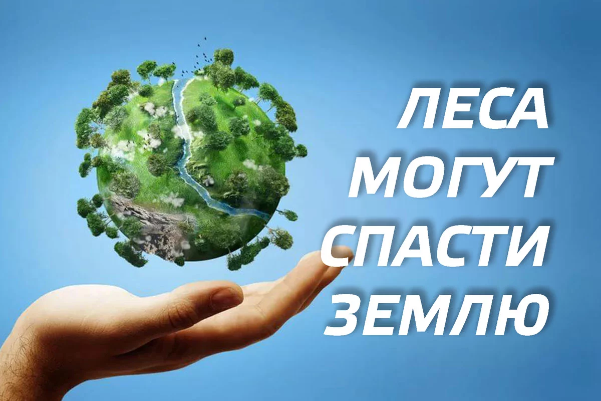 Изображение 1 для Леса могут спасти землю