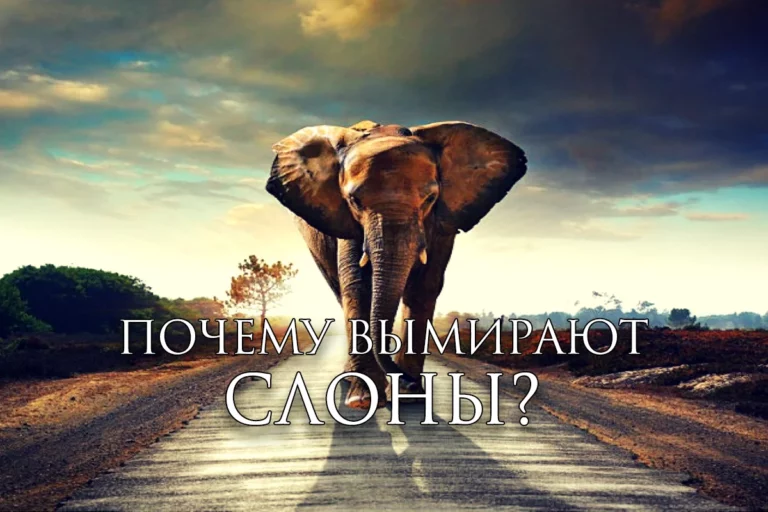 В основе экологического кризиса лежит бедность - изображение 1