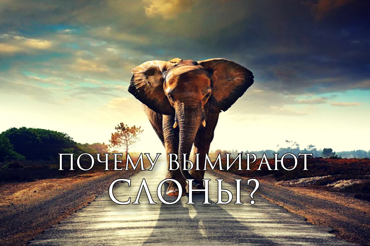 Изображение 1 для В основе экологического кризиса лежит бедность