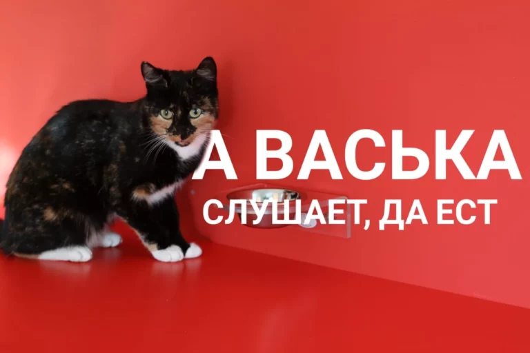 Лучшие друзья казахстанских физкультурников - изображение 1