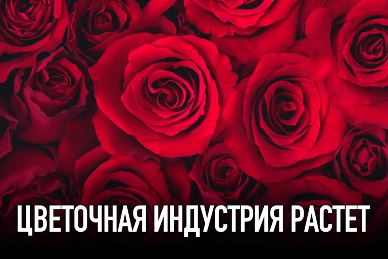 За год казахстанские цветоводы собрали почти 24 миллиона цветов - изображение 1