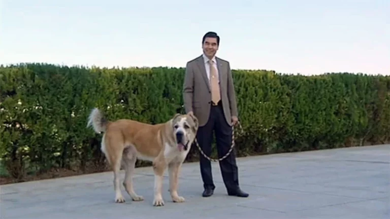 Туркменский алабай - изображение 1