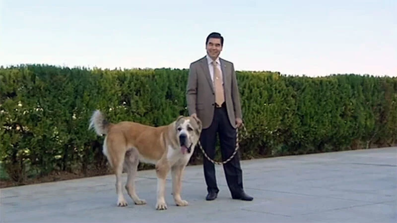 Изображение 2 для Туркменский алабай