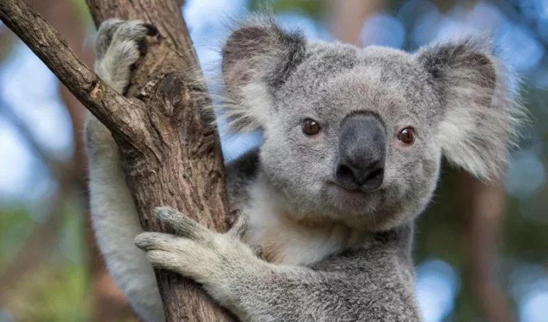 Пожары в Австралии уничтожили огромное количество коал. - изображение 1