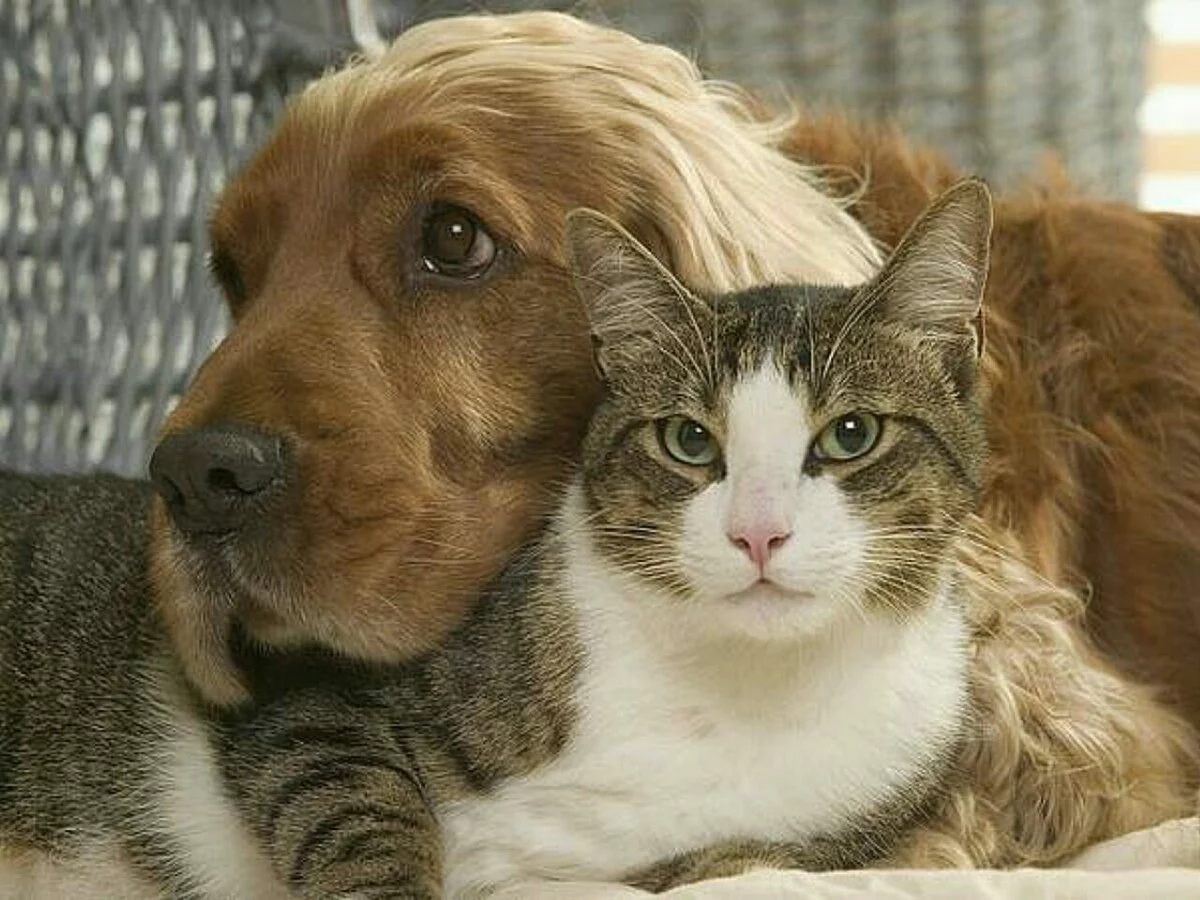 Изображение 1 для Ученые выяснили, что у кошек и собак есть антитела к коронавирусу