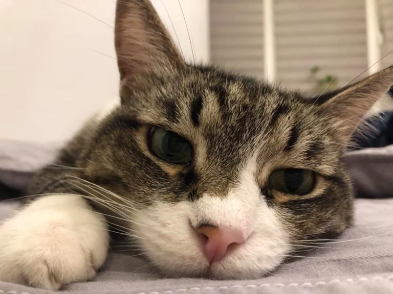 В Казахстане предлагают ввести уголовную ответственность за жестокое обращение с животными - изображение 1