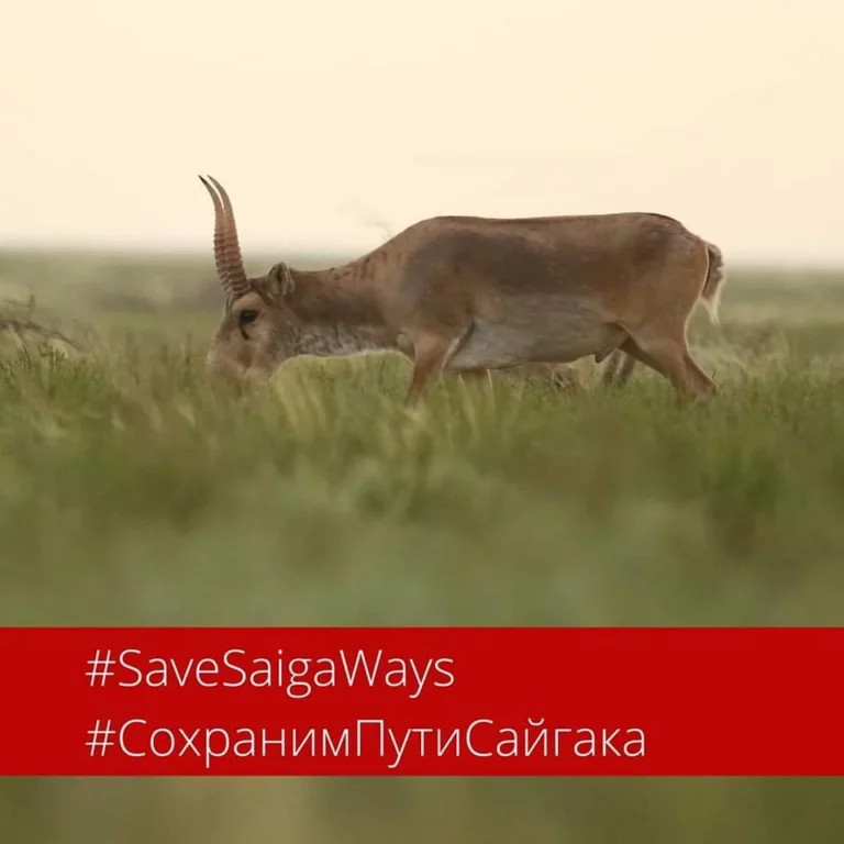 Станет ли новая дорога причиной для исчезновения сайгаков? - изображение 1