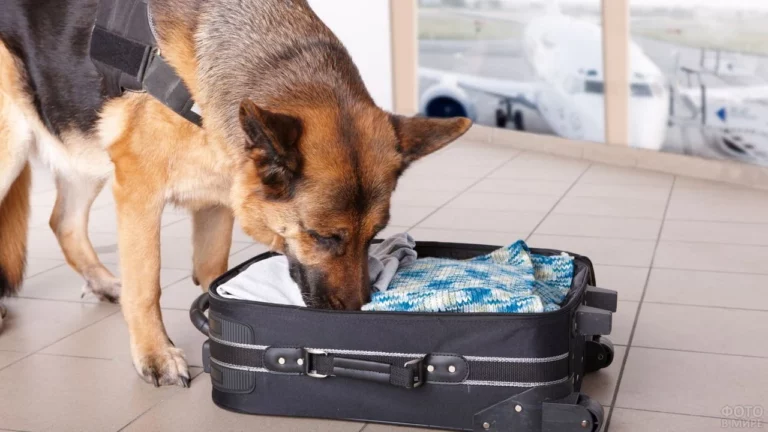 Турция использует собак для диагностирования COVID-19 - изображение 1