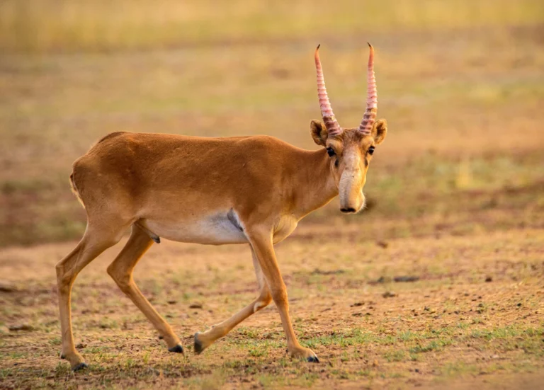 Браконьеры истребили более 200 особей сайгаков - изображение 1