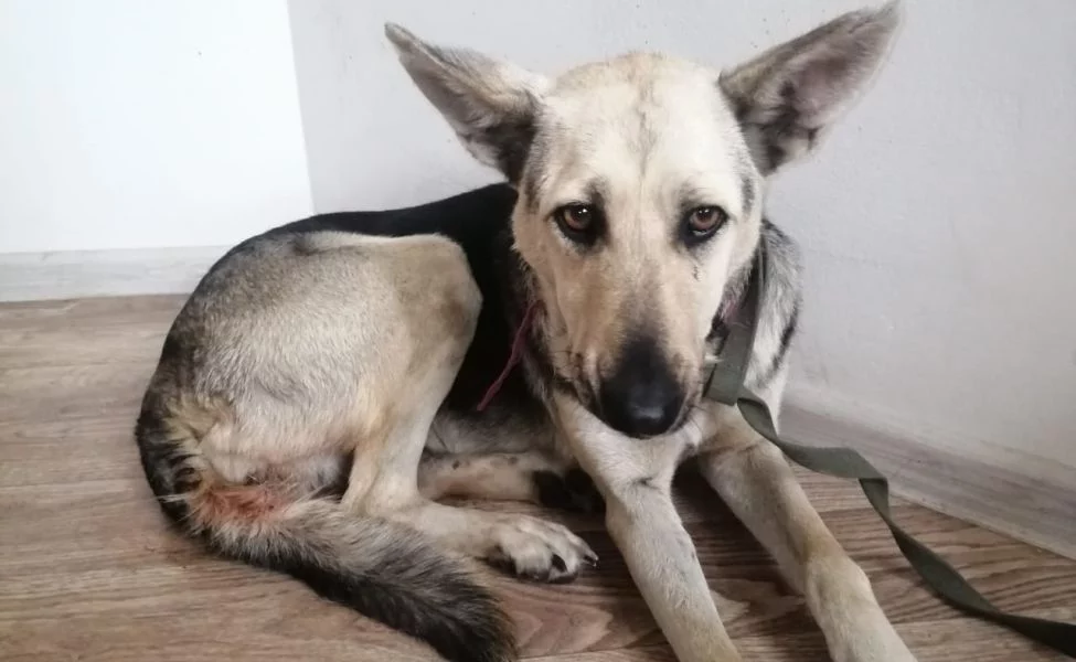 Изображение 1 для Директор «Астана Ветсервис» отстранён от работы после скандала об изнасиловании собак