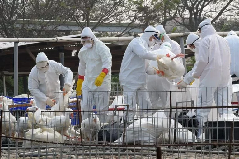 В СКО вспышка птичьего гриппа - изображение 1