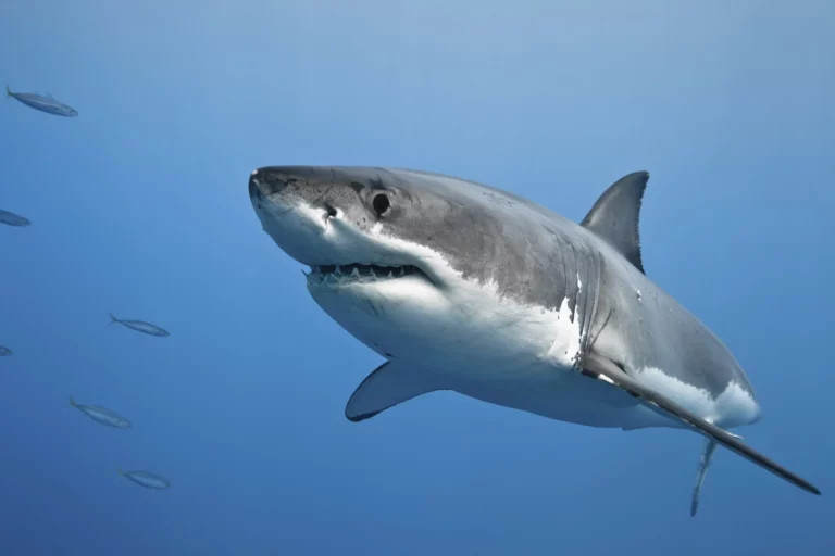 500 тысяч акул могут быть убиты для получения вакцины от коронавируса - изображение 1