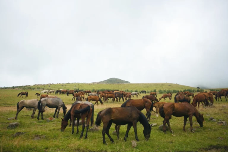 На юге страны от неизвестного вируса гибнут лошади - изображение 1