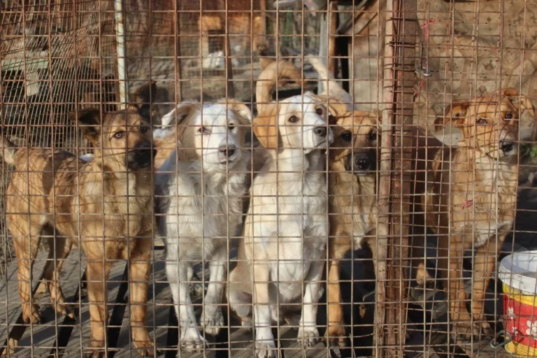 В Актау ограбили приют для собак - изображение 1
