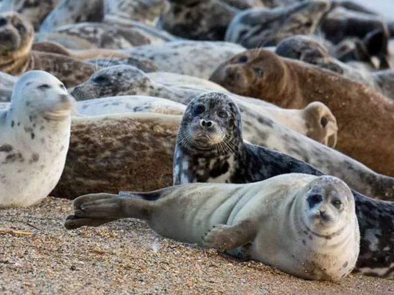 Каспийский тюлень занесен в Красную книгу Казахстана - изображение 1