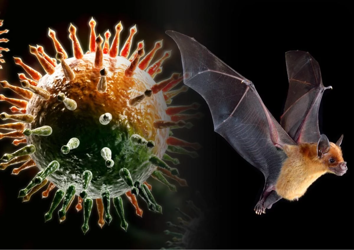 Изображение 1 для ВОЗ назвала две версии передачи коронавируса к человеку