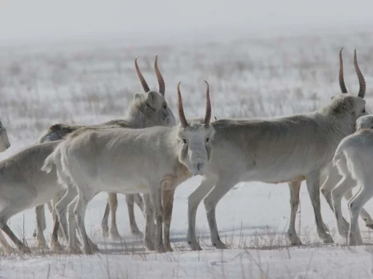 В Казахстане восстанавливается численность сайгаков - изображение 1