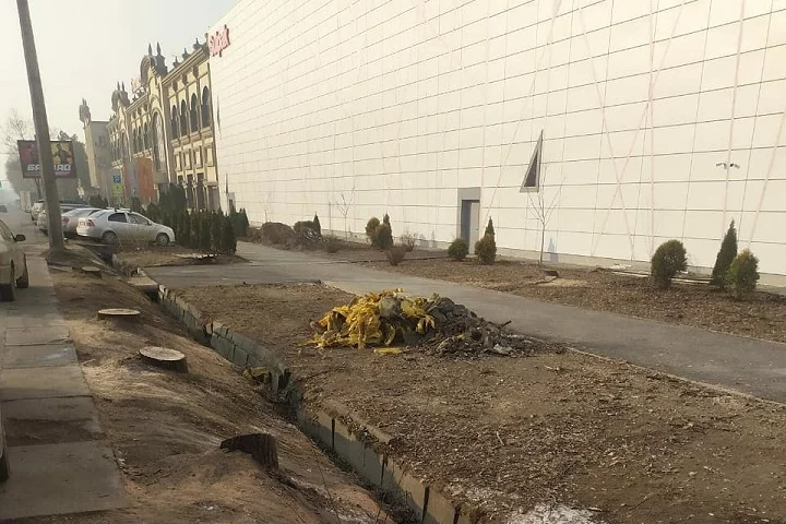 Изображение 1 для В Казахстане предлагают штраф в несколько миллионов тенге за незаконно срубленное краснокнижное дерево