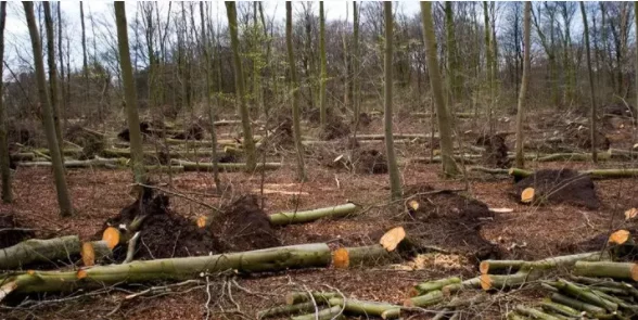 Изображение 1 для За вырубку 11049 деревьев на Кульджинке наказание никто не понесет