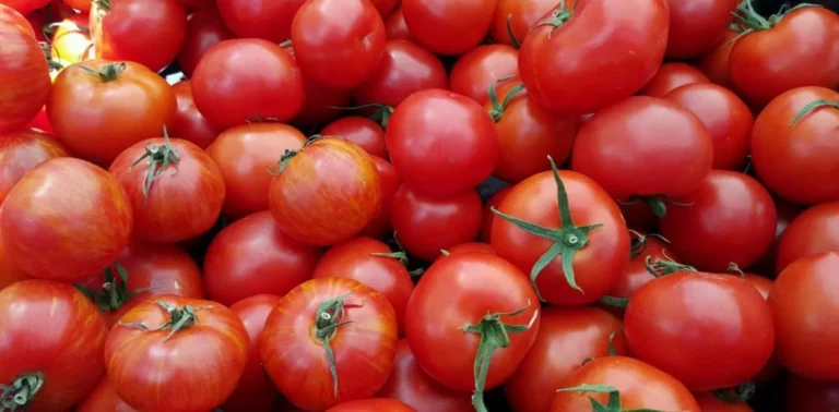 Россельхознадзор выявил вирусы у томатов из Казахстана - изображение 1