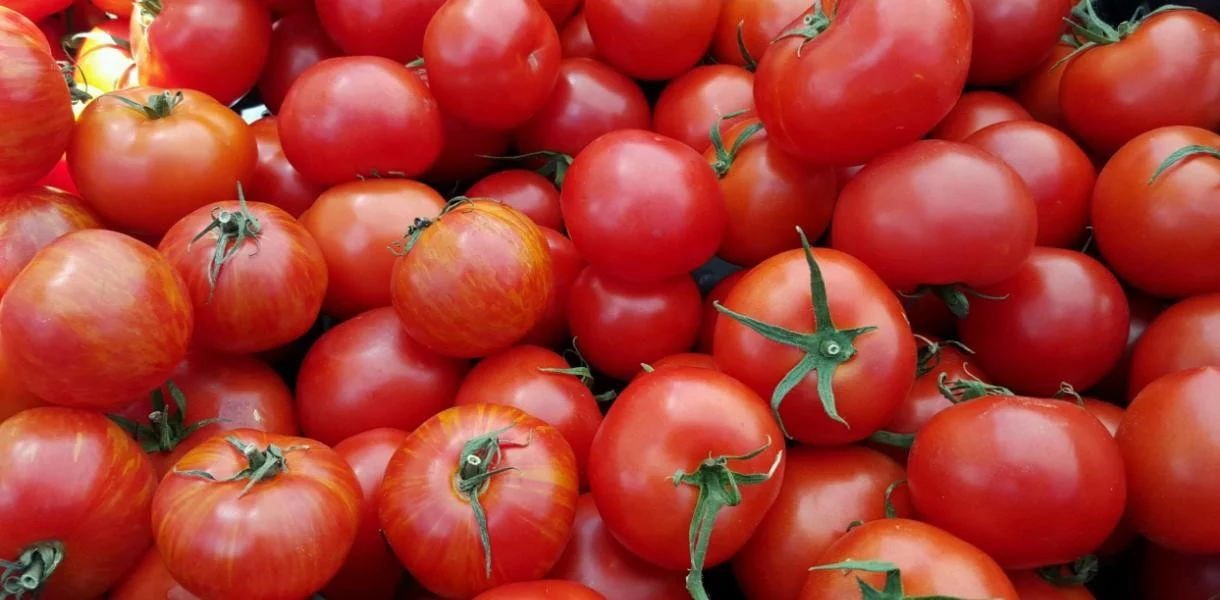 Изображение 1 для Россельхознадзор выявил вирусы у томатов из Казахстана