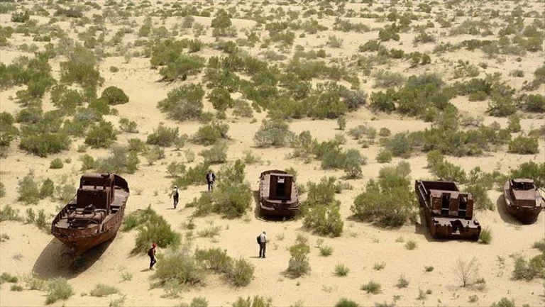 160 тысяч га леса высадят на дне Аральского моря - изображение 1