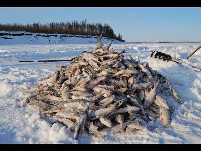 Изображение 1 для С начала года в Казахстане нанесли многомиллионный ущерб природе