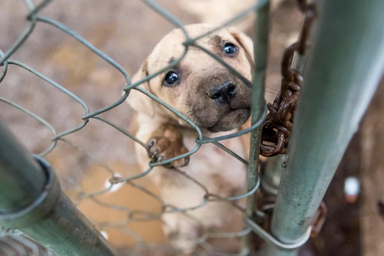 За жестокое обращение с животными будут ограничивать свободу - изображение 1