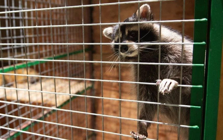 Изображение 1 для В Казахстане закроют контактные зоопарки