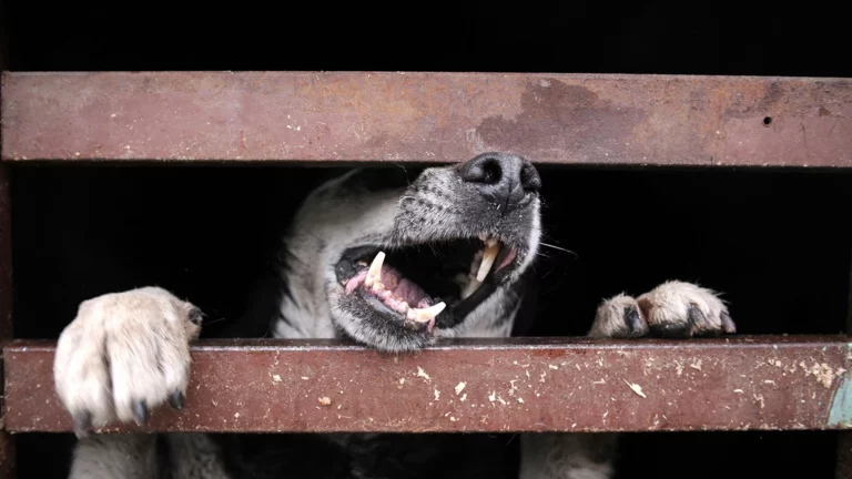 В Павлодарской области у животных зафиксирована вспышка бешенства - изображение 1