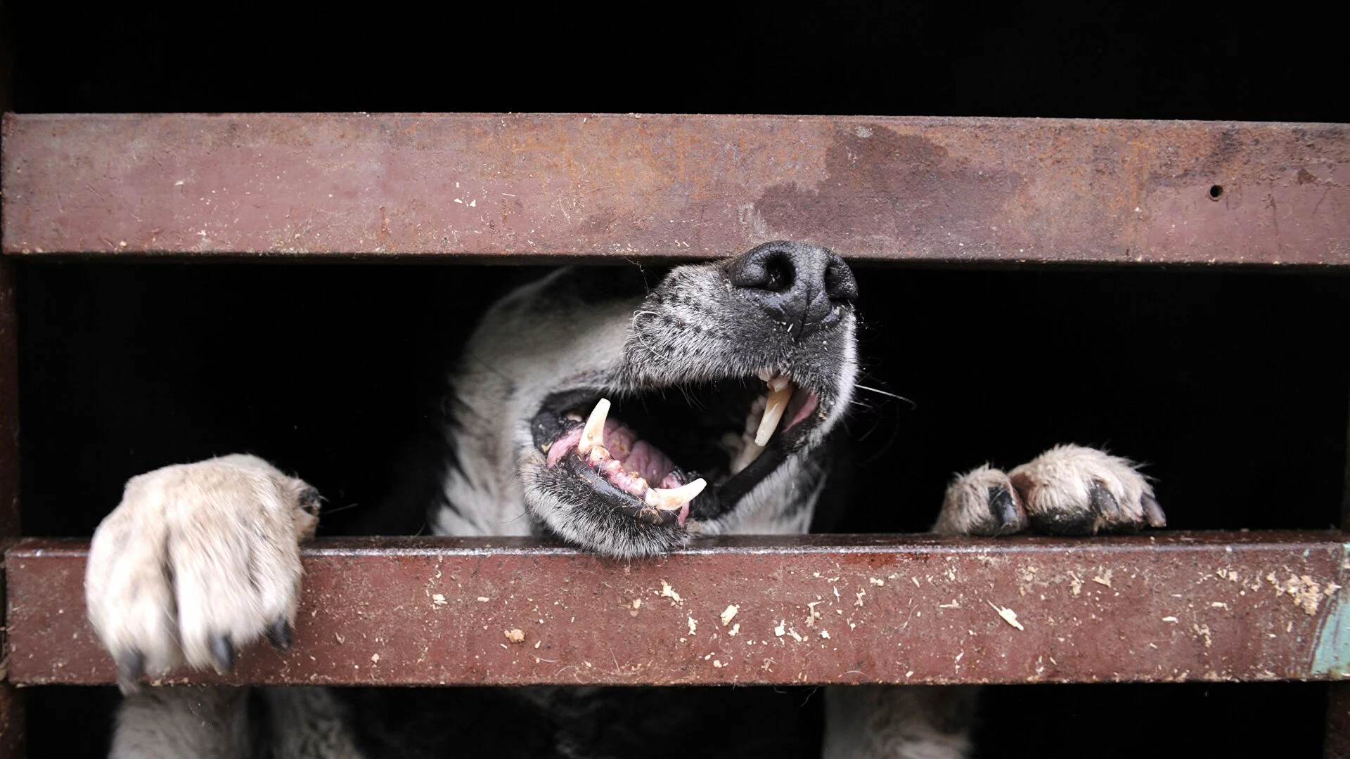 Изображение 1 для В Павлодарской области у животных зафиксирована вспышка бешенства