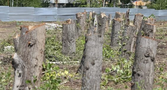 Изображение 1 для В Павлодаре вырубят 19 тысяч деревьев для строительства дороги