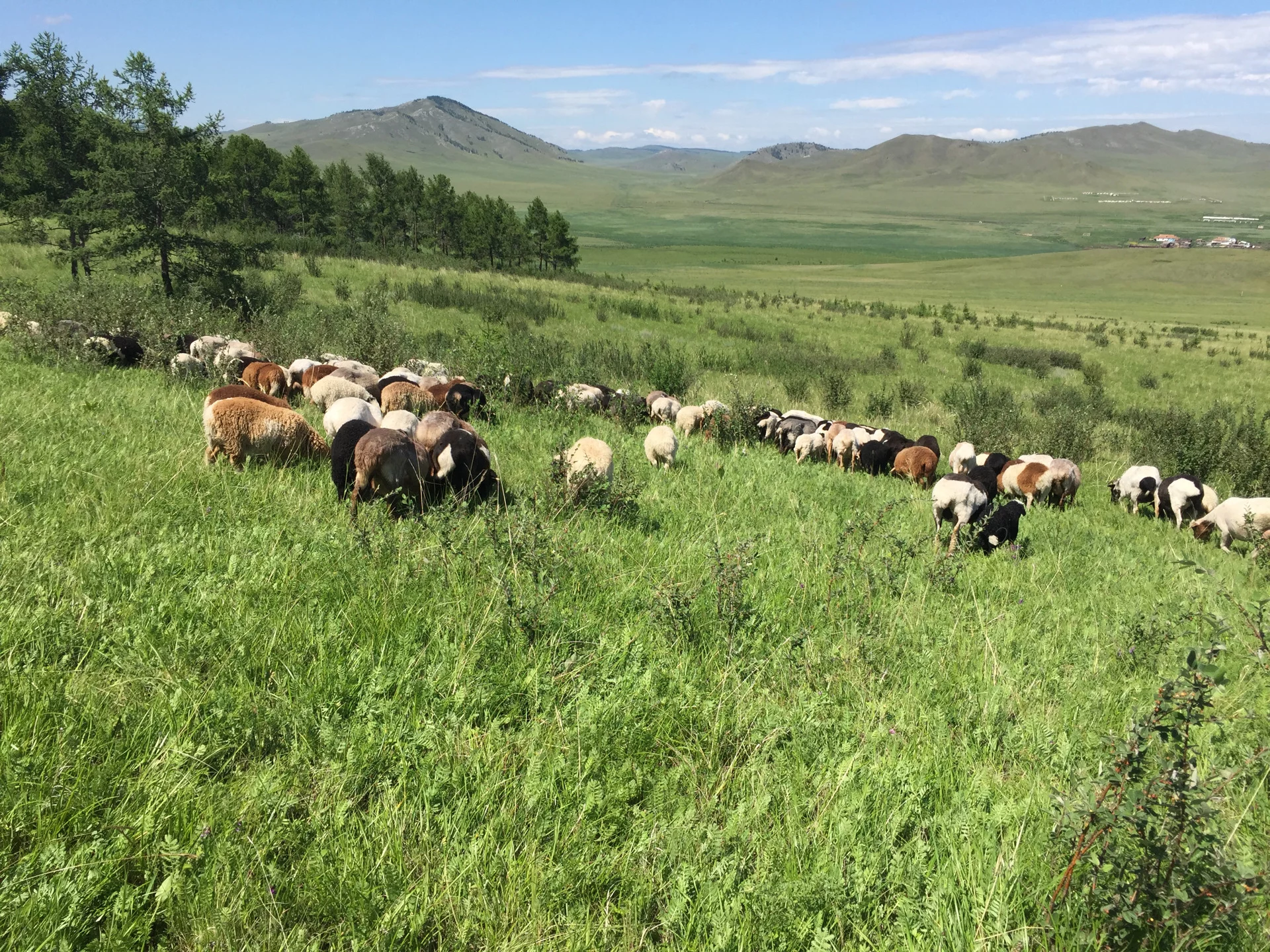 Изображение 1 для Акиматы выдавали пастбища с нарушениями земельного законодательства РК