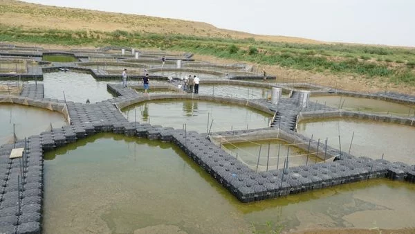 Туркестан становится рыбным краем? - изображение 1