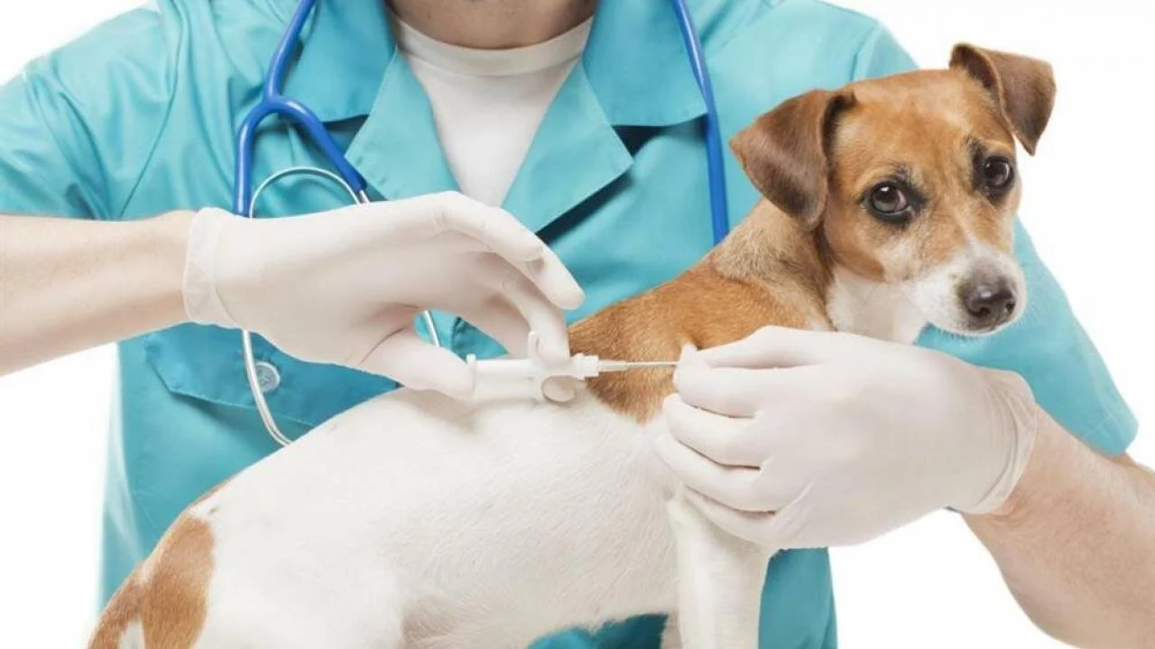 Изображение 1 для В Казахстане создадут вакцину от COVID-19 для животных