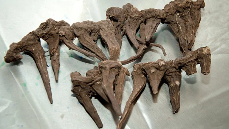 Иссык-кульский корень помогает кыргызстанцам вылечиться от коронавируса за три дня. В ВОЗ прокомментировали методику лечения - изображение 1