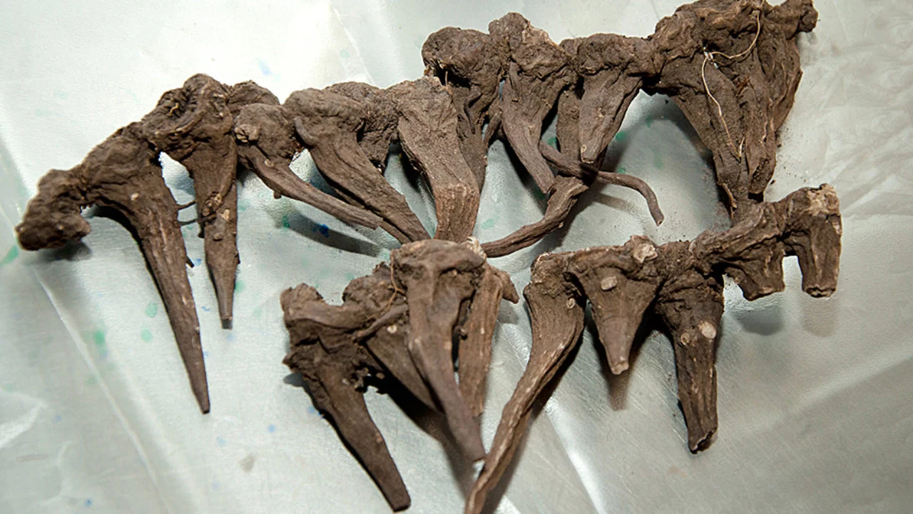 Изображение 1 для Иссык-кульский корень помогает кыргызстанцам вылечиться от коронавируса за три дня. В ВОЗ прокомментировали методику лечения