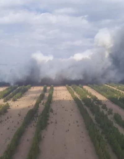 Изображение 1 для В Павлодарской области загорелся сосновый лес