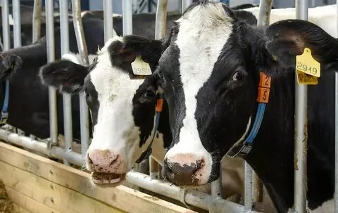 Изображение 1 для 60-я по счету праздничная дата появится в календаре Казахстана