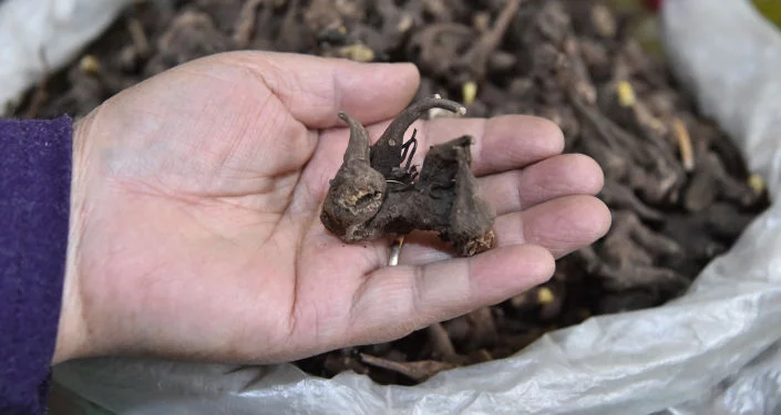 Лечение иссык-кульским корнем: в Минздраве КР сообщили о случаях отравления - изображение 1
