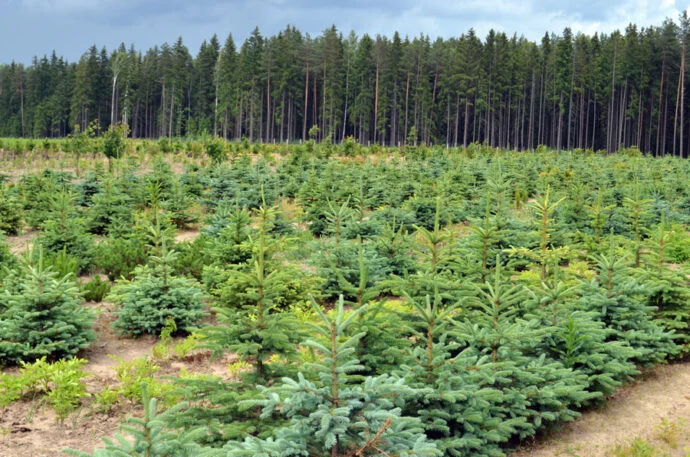 Сколько и каких земель передадут для лесоразведения государственным лесхозам? - изображение 1