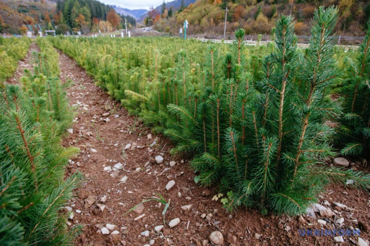 Изображение 1 для В Лесном кодексе запретят иностранных лесовладельцев