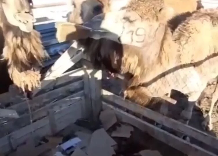 Изображение 1 для Картоном вынуждены кормить верблюдов и лошадей в Мангистауской области